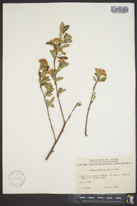 Aronia melanocarpa image