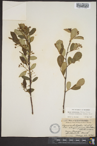 Aronia melanocarpa image