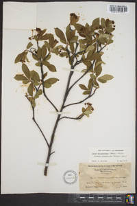 Aronia melanocarpa image