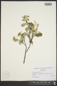 Aronia melanocarpa image