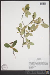 Aronia melanocarpa image