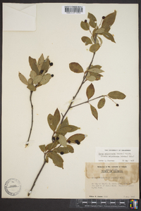 Aronia melanocarpa image