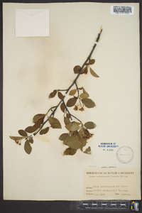 Aronia melanocarpa image