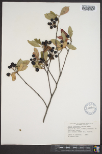 Aronia melanocarpa image