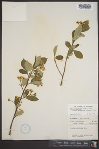 Aronia melanocarpa image