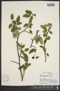 Pyrus angustifolia image