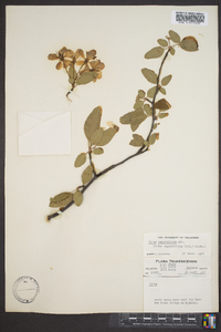 Malus angustifolia image