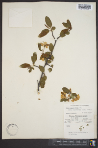 Malus angustifolia image