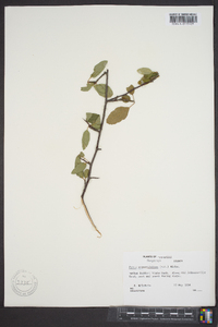 Malus angustifolia image