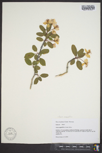 Malus angustifolia image