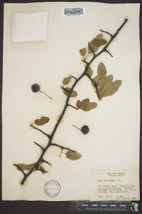 Malus angustifolia image