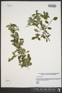 Malus angustifolia image