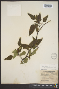 Malus coronaria image