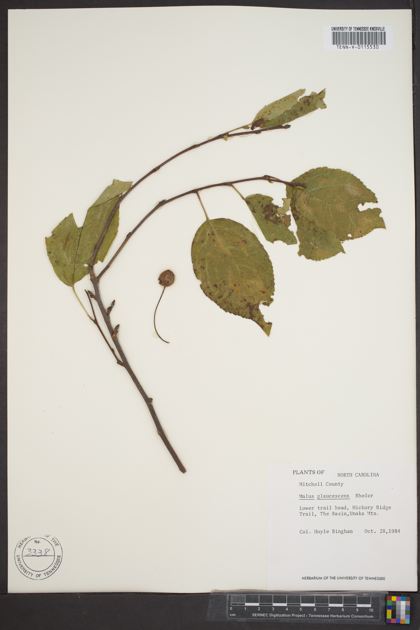 Malus glaucescens image