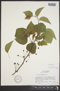 Pyrus calleryana image