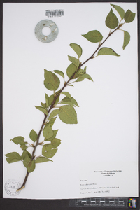 Pyrus calleryana image