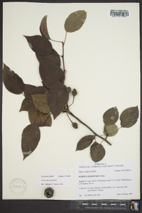 Pyrus calleryana image