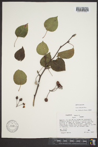 Pyrus calleryana image