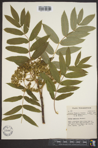 Sorbus americana image