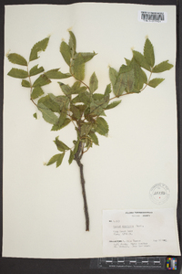 Sorbus americana image