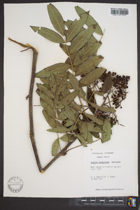 Sorbus americana image