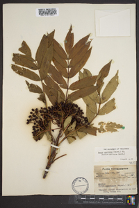 Sorbus americana image