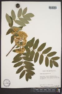 Sorbus americana image