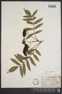 Sorbus americana image