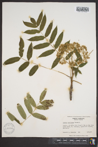 Sorbus americana image