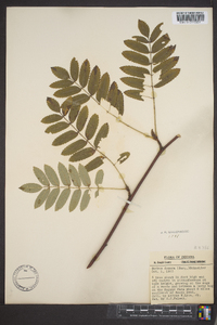 Sorbus decora image