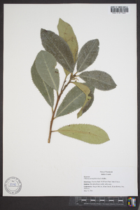 Photinia serratifolia image