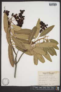 Photinia arbutifolia image