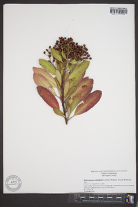 Photinia arbutifolia image