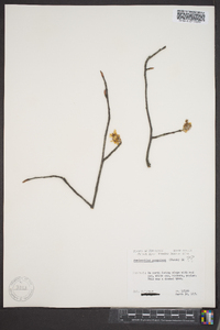 Amelanchier sanguinea image