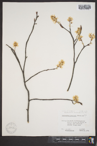 Amelanchier sanguinea image