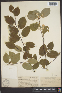 Amelanchier canadensis image