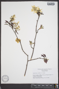 Amelanchier canadensis image