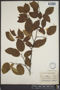 Amelanchier canadensis image