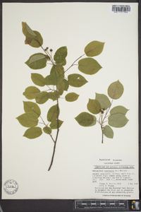 Amelanchier canadensis image