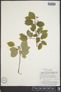 Amelanchier canadensis image