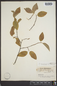 Amelanchier canadensis image