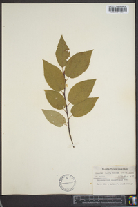 Amelanchier canadensis image