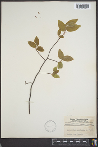 Amelanchier canadensis image