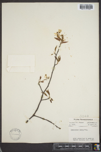 Amelanchier laevis image