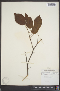 Amelanchier laevis image