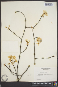 Amelanchier laevis image