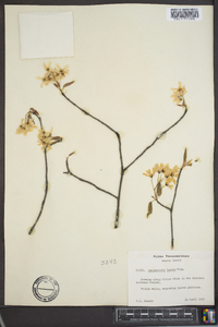 Amelanchier laevis image