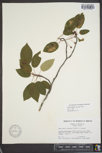 Amelanchier laevis image