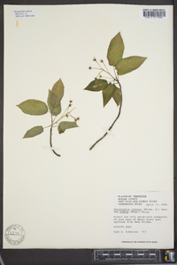 Amelanchier laevis image