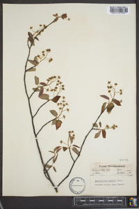 Amelanchier laevis image